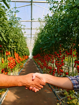 Mãos comprimentando em lavoura de cana